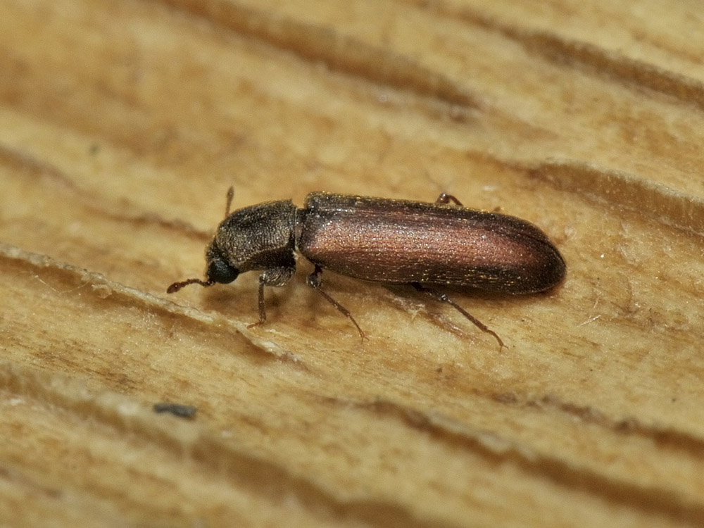 Lyctus brunneus (cf.)